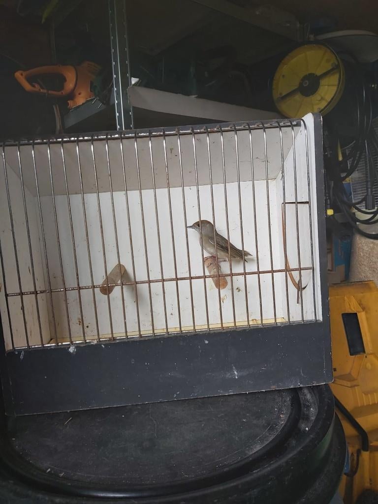 Overige vogels, Dieren en Toebehoren, Vrouwelijk, Wildzangvogel, Geringd