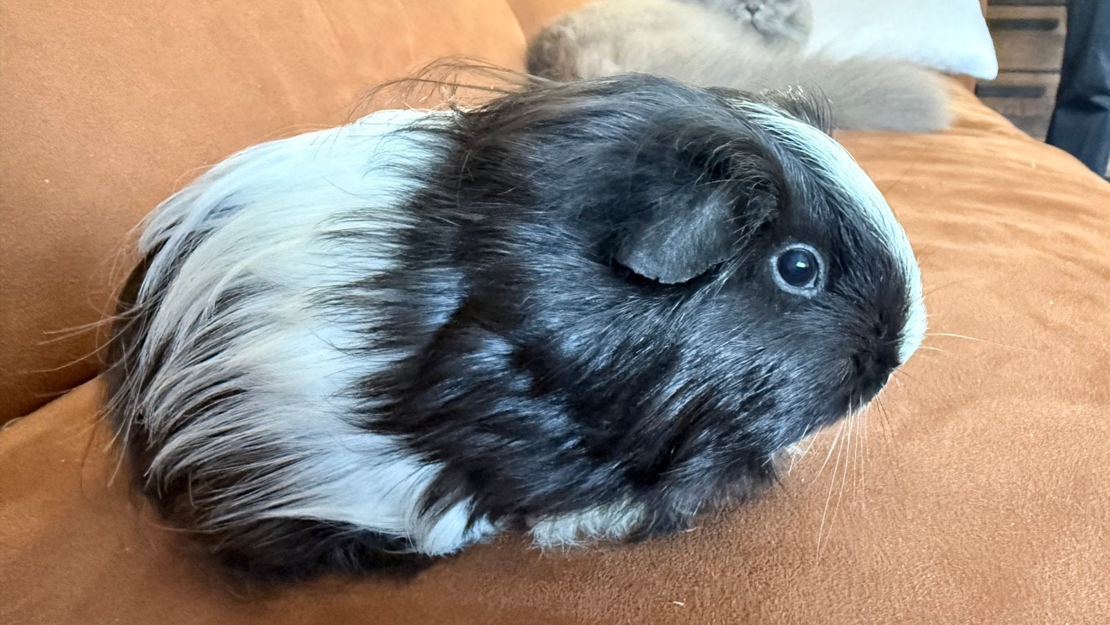 Cavia, zwart-wit vrouwtje Shelty cavia, Dieren en Toebehoren, Cavia, Vrouwelijk, November, Tam
