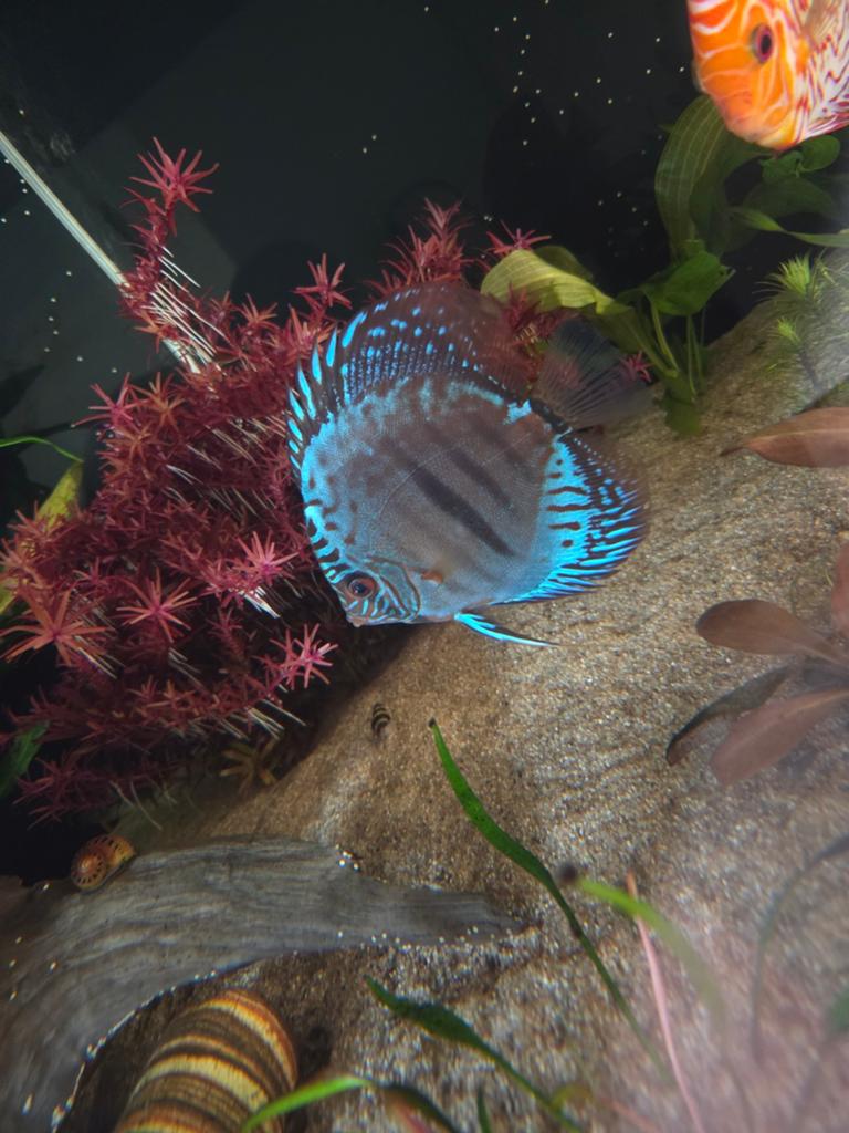 Blue moon discus 12 /13 cm