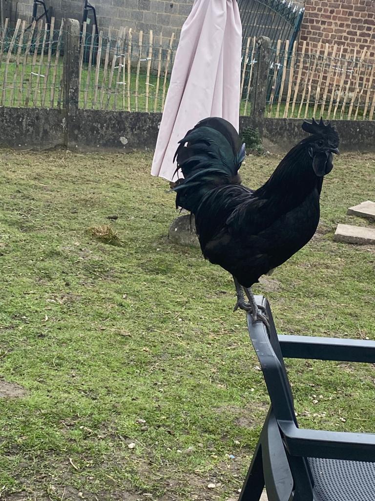 Ayam cemani, Mâle, Poule ou poulet