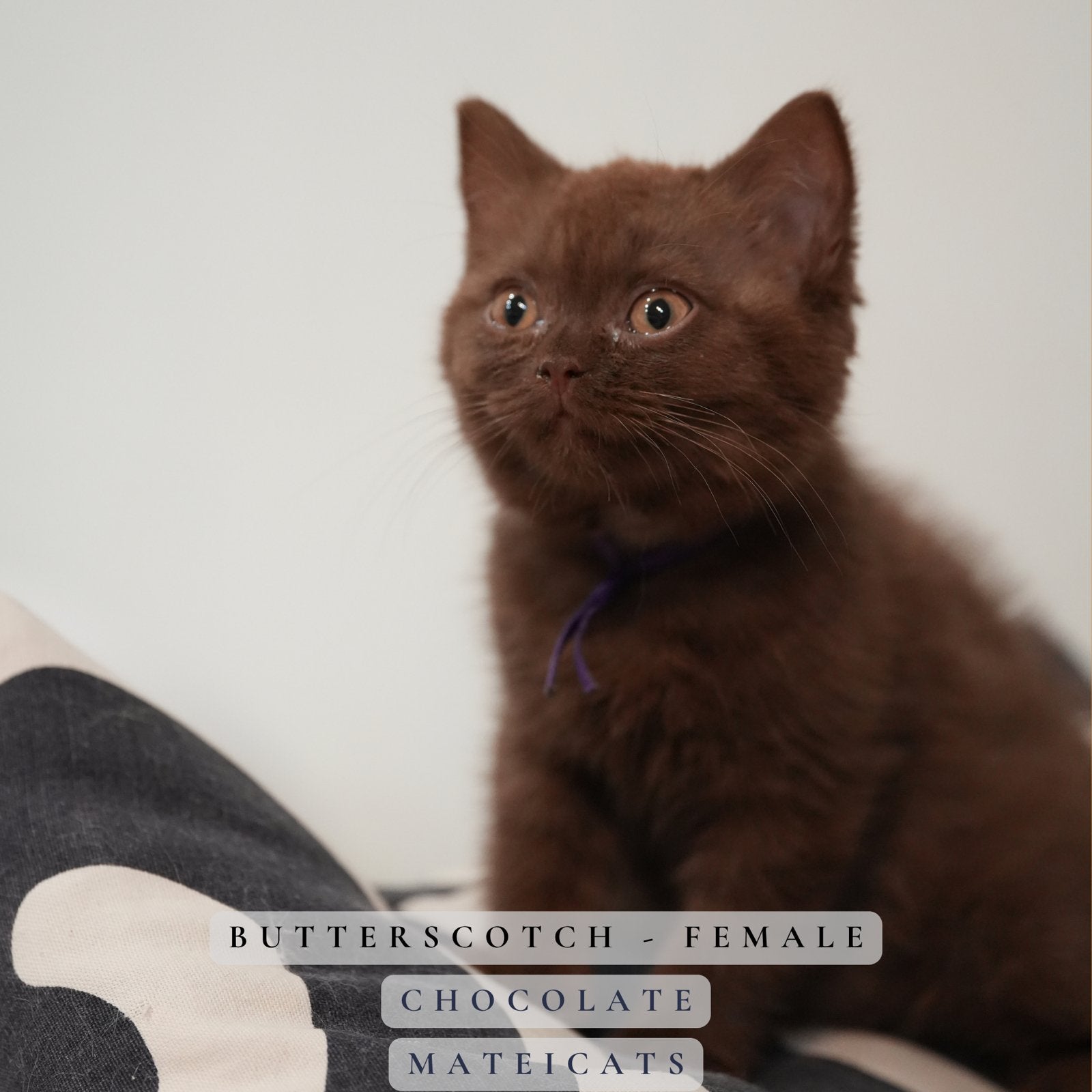 British Shorthair Chocolate - Cinnamon - Fawn/lilac, Animaux & Accessoires, Plusieurs animaux, Avec pedigree, 0 à 2 ans