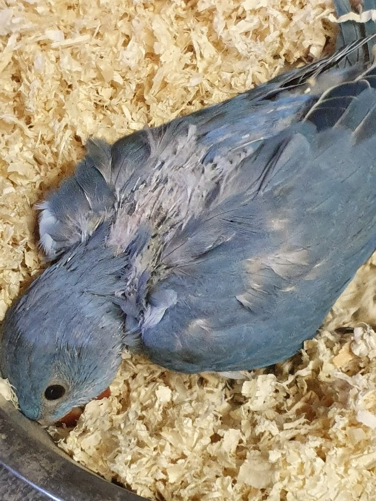 Wie wil hier blauwe papegaai kopen & 50 euro & 3 weken oud, Dieren en Toebehoren, Geslacht onbekend, Papegaai, Geringd