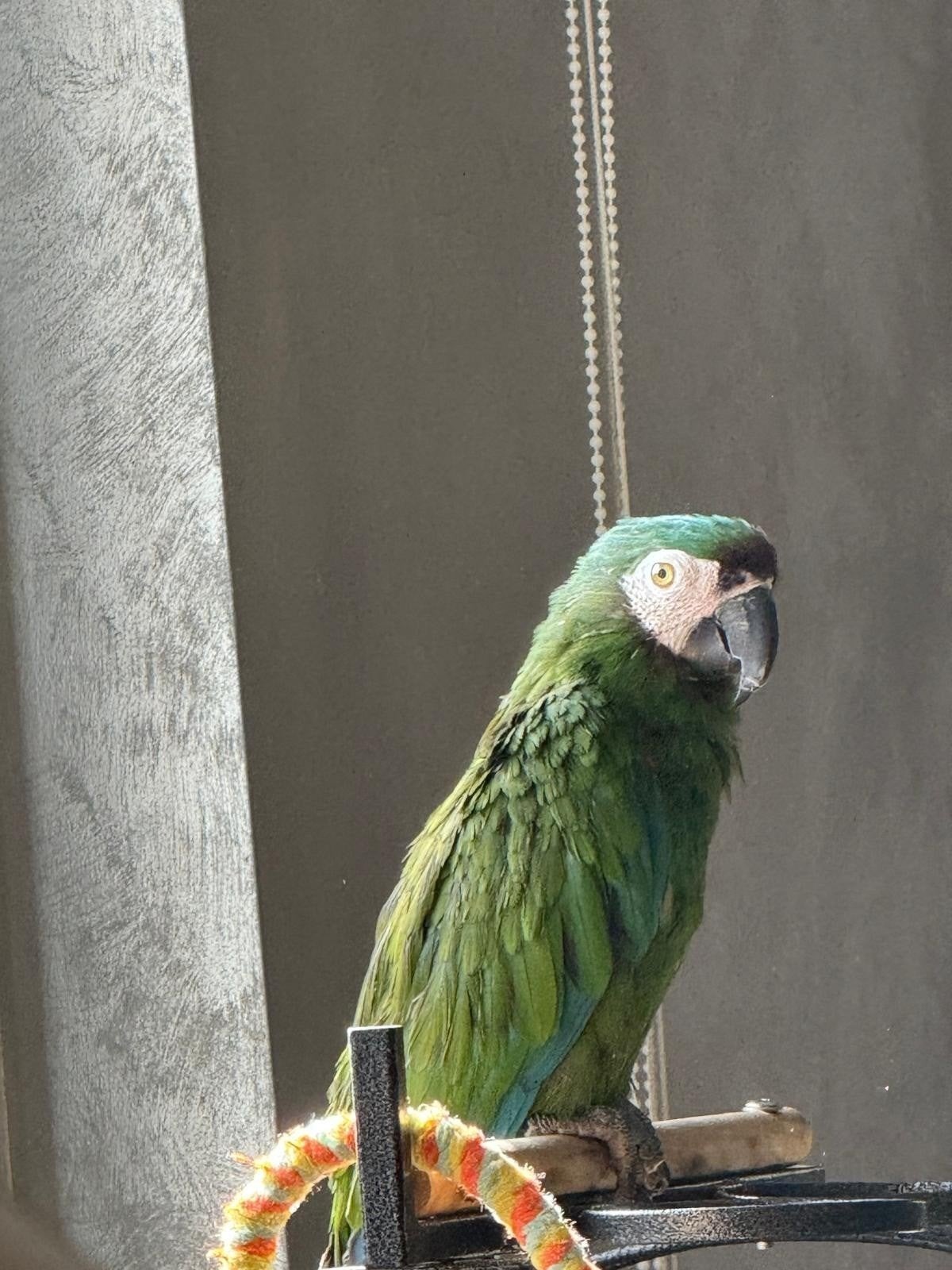 Ara severa 18 mois, Dieren en Toebehoren, Vogels | Parkieten en Papegaaien