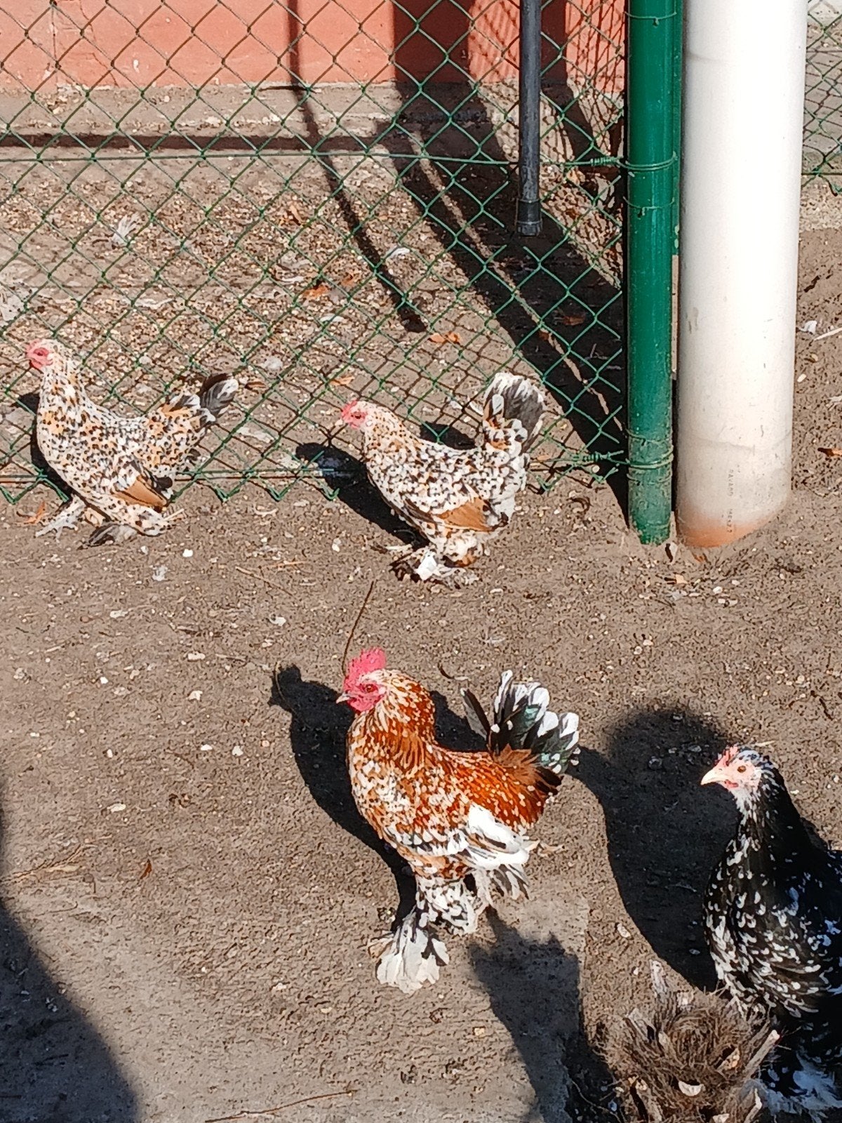 Nederlandse sapelpootkriel, Dieren en Toebehoren, Pluimvee, Meerdere dieren, Kip