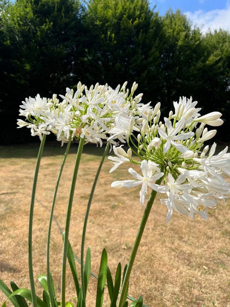 Plant, Tuin en Terras, Planten | Tuinplanten, Volle zon, Vaste plant, Zomer, Ophalen