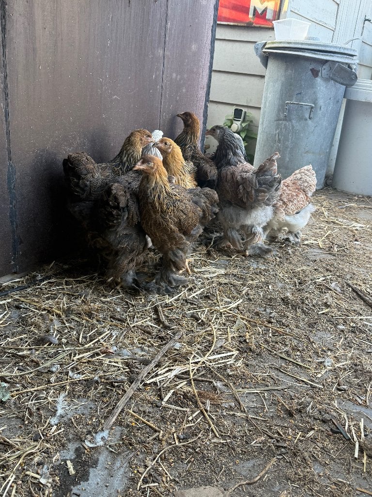 Brahma hennen kuikens