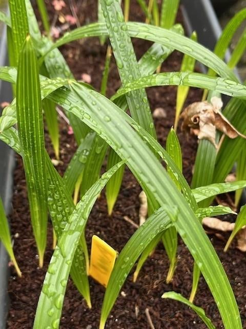 Trachycarpus princeps zaailingen, Halfschaduw, Ophalen of Verzenden, Minder dan 100 cm, Zomer