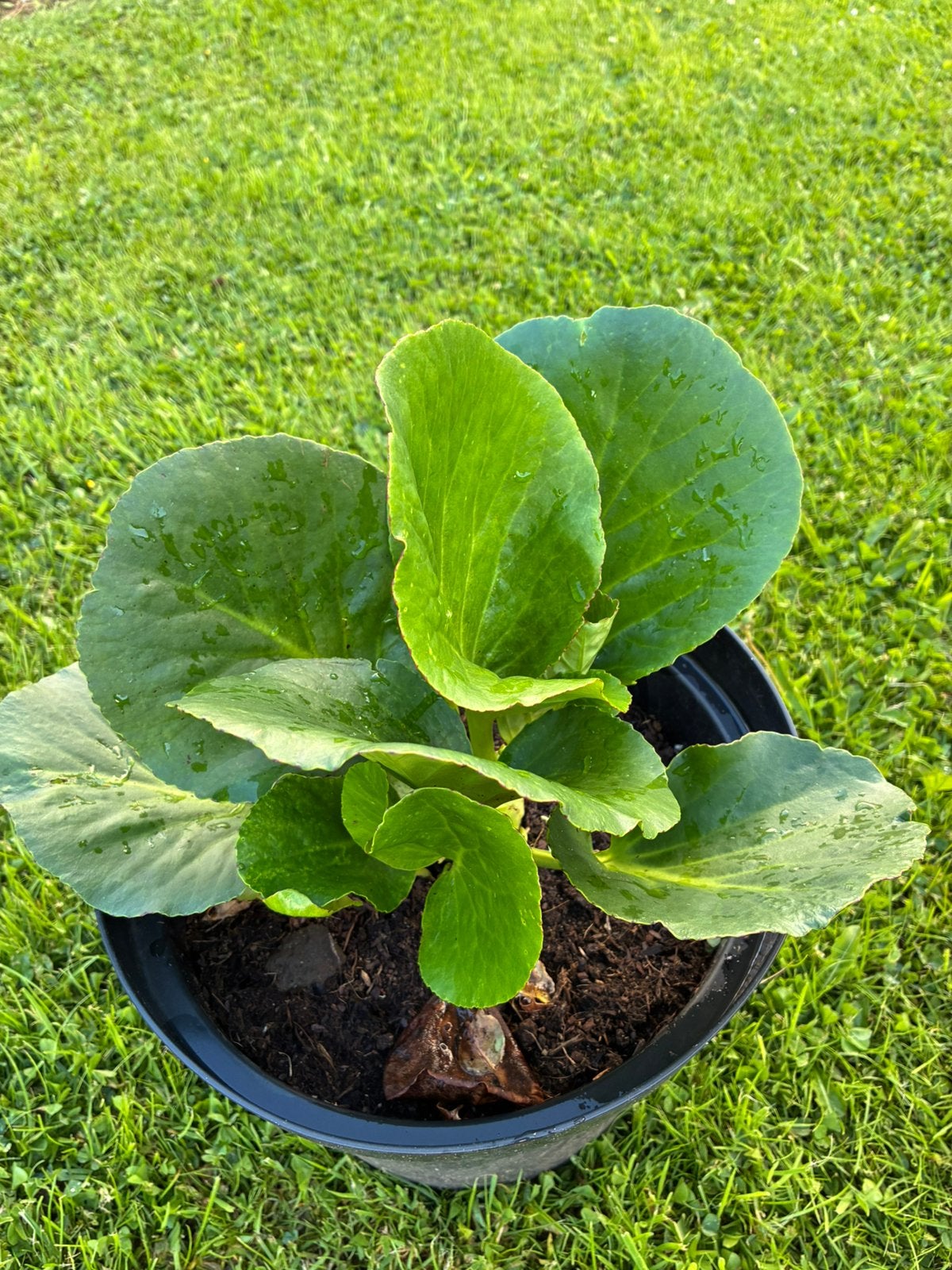schoenlappersplant (bergenia cordifolia), Jardin & Terrasse, Plantes | Jardin, Enlèvement