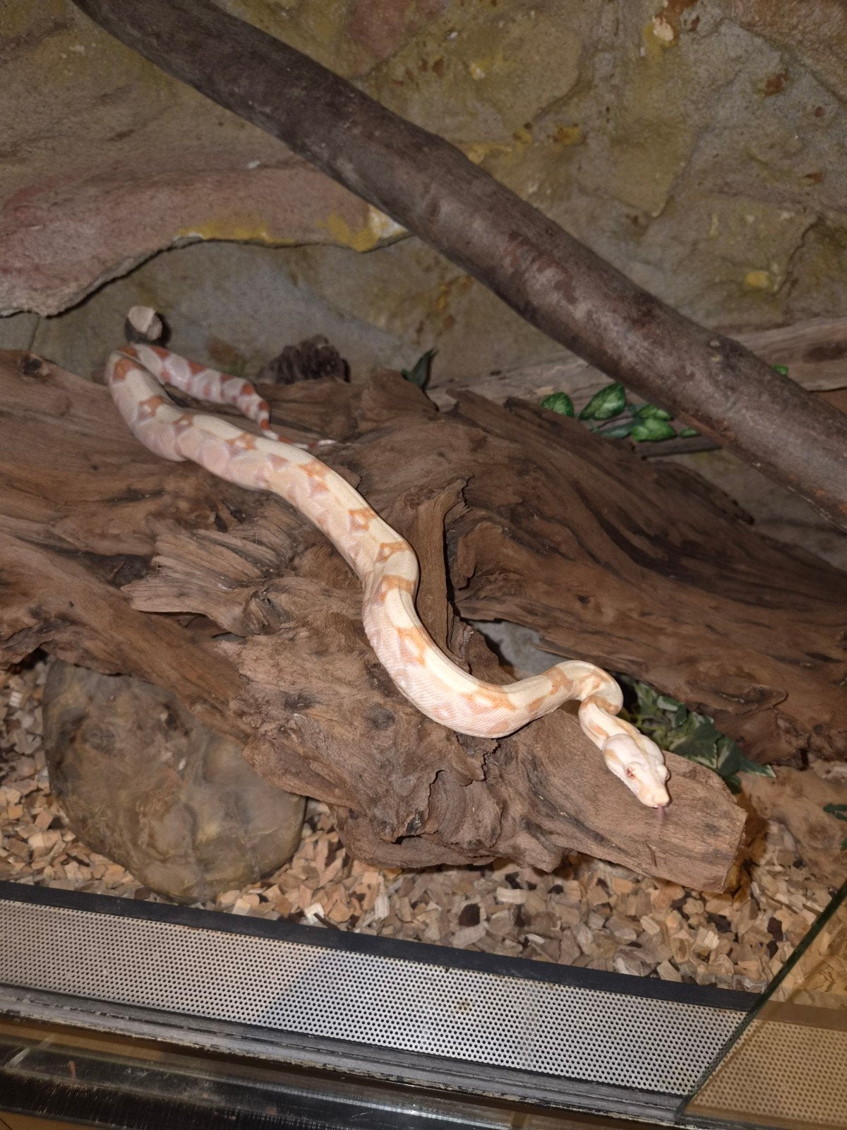 boa constrictor te ruil tegen andere slang, Slang