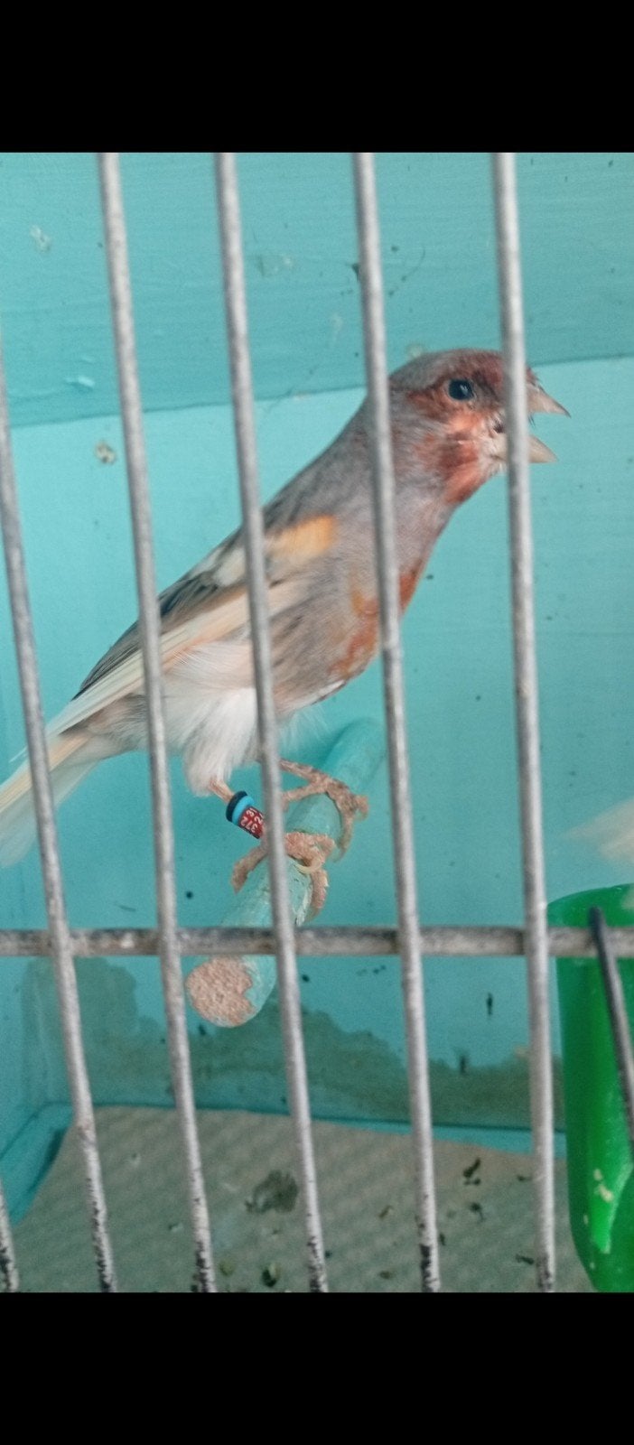 Canaris mâle arlequin bon chanteur à, Mâle, Oiseau tropical, Bagué