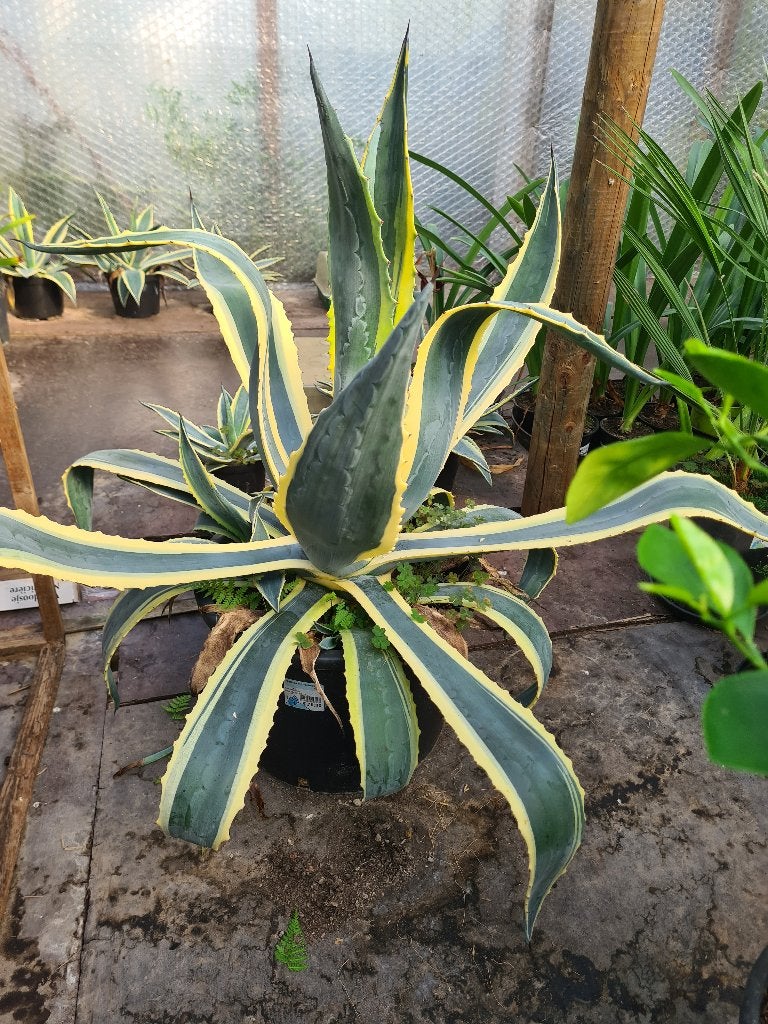 Agave Americana variëgata, Tuin en Terras, Volle zon, Vaste plant, Zomer, Ophalen