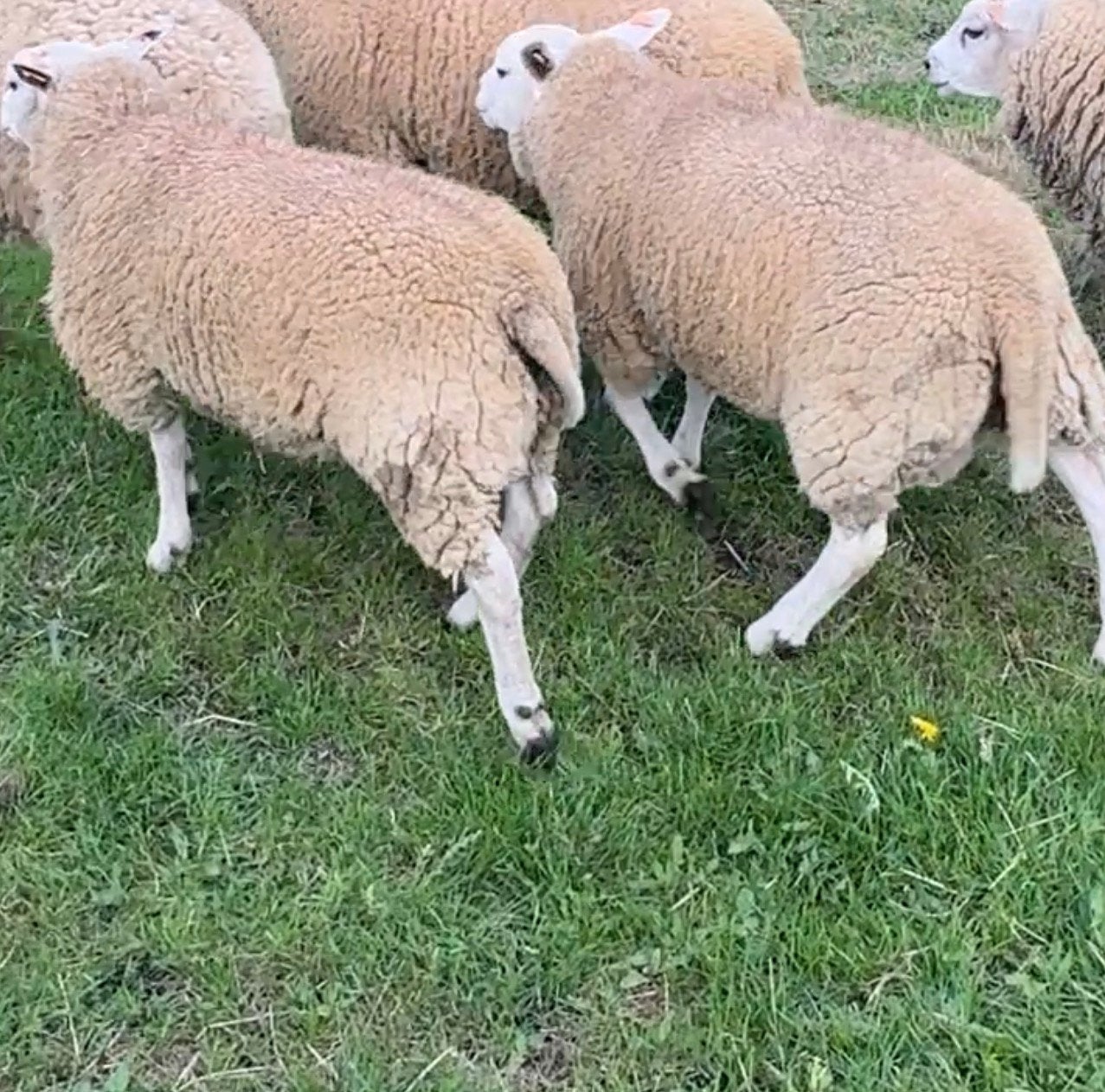 Agneaux bélier, Animaux & Accessoires, Mâle, Mouton