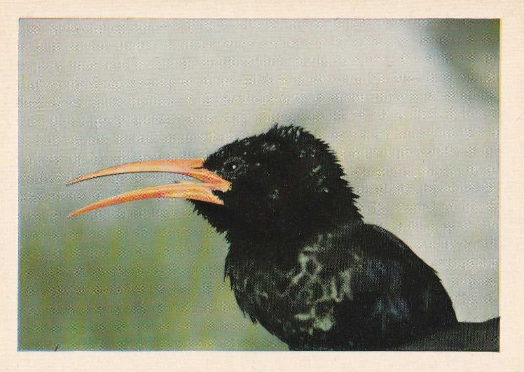 CHROMO  KAKELAAR, Collections, Photos & Gravures, Envoi, Comme neuf, Animal, Gravure