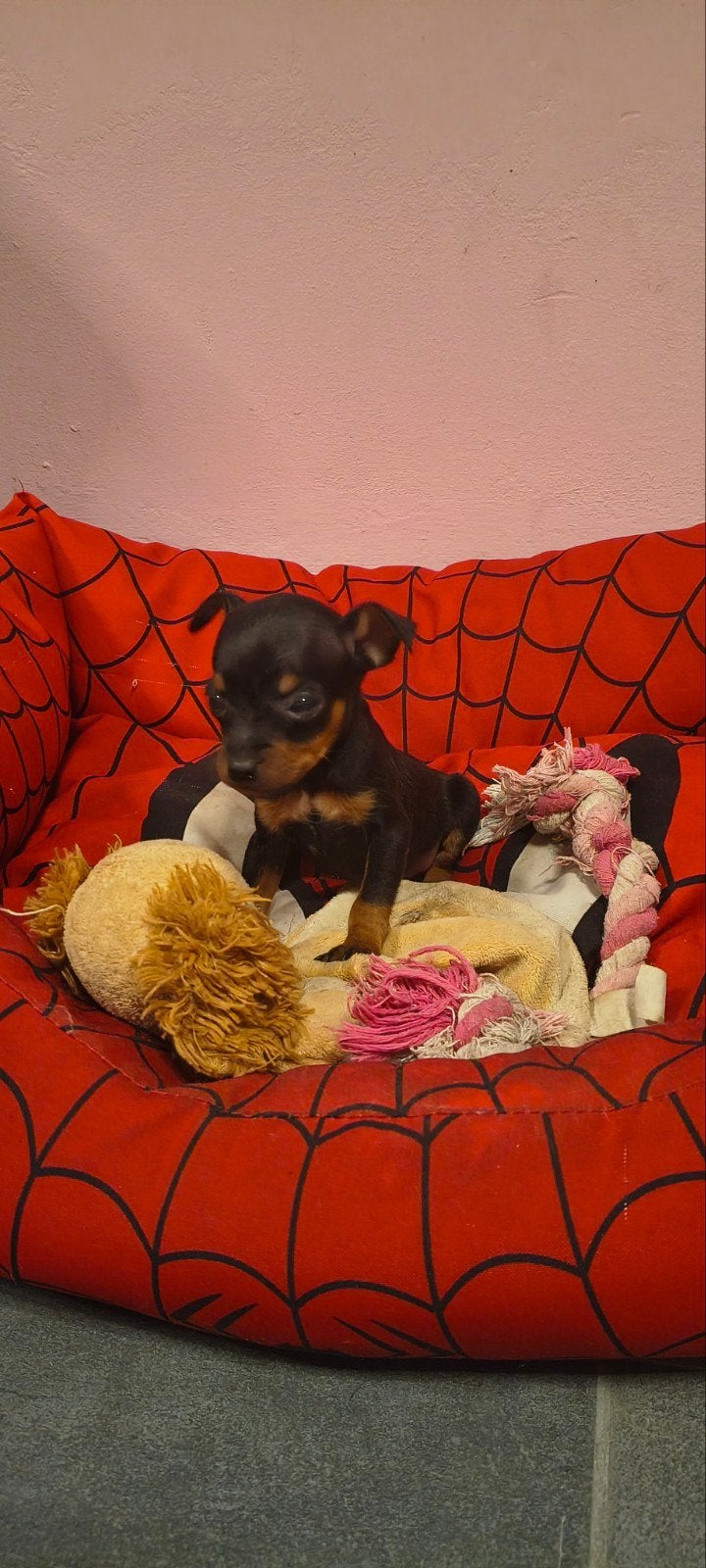 pinscher pups, Dieren en Toebehoren, België, Fokker | Hobbymatig, CDV (hondenziekte), 8 tot 15 weken