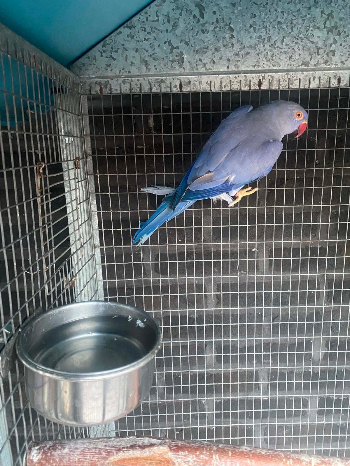 Violet (violet blauwe pop vast geringt kweekpop, Dieren en Toebehoren