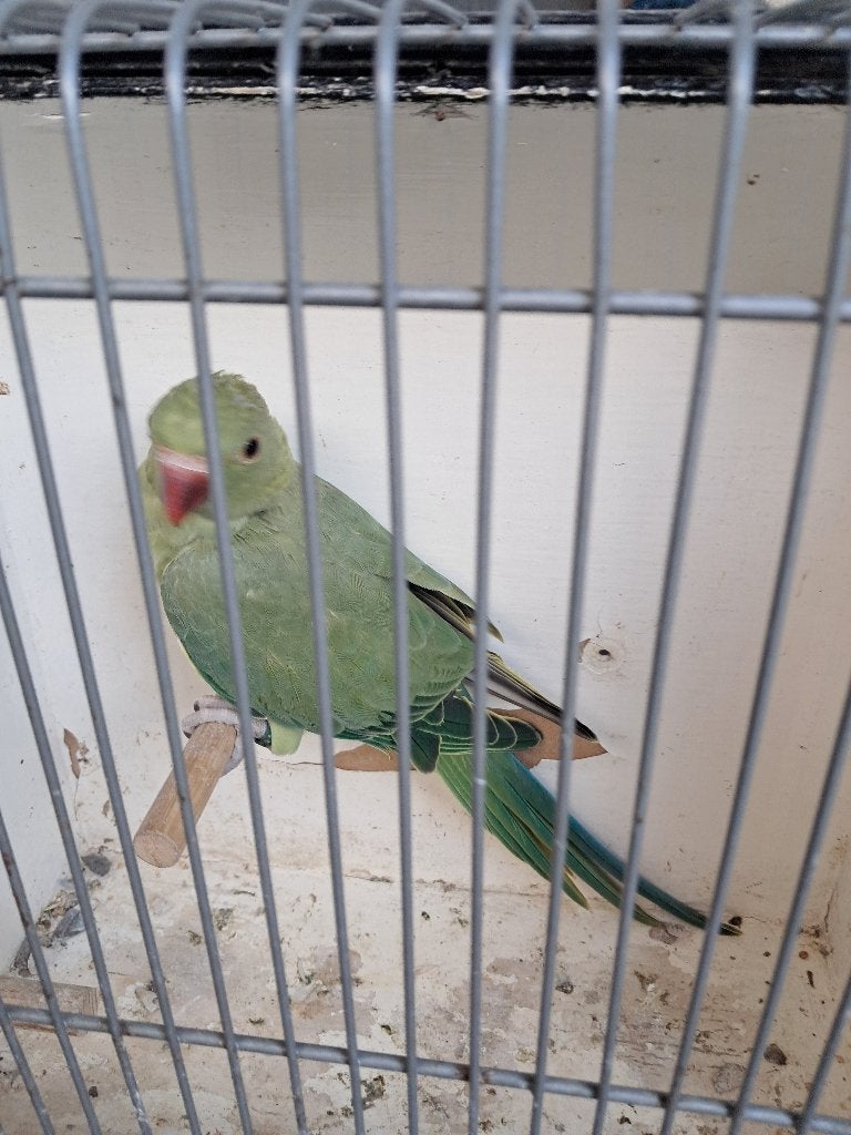 Halsbandparkieten, Sexe inconnu, Perruche, Bagué