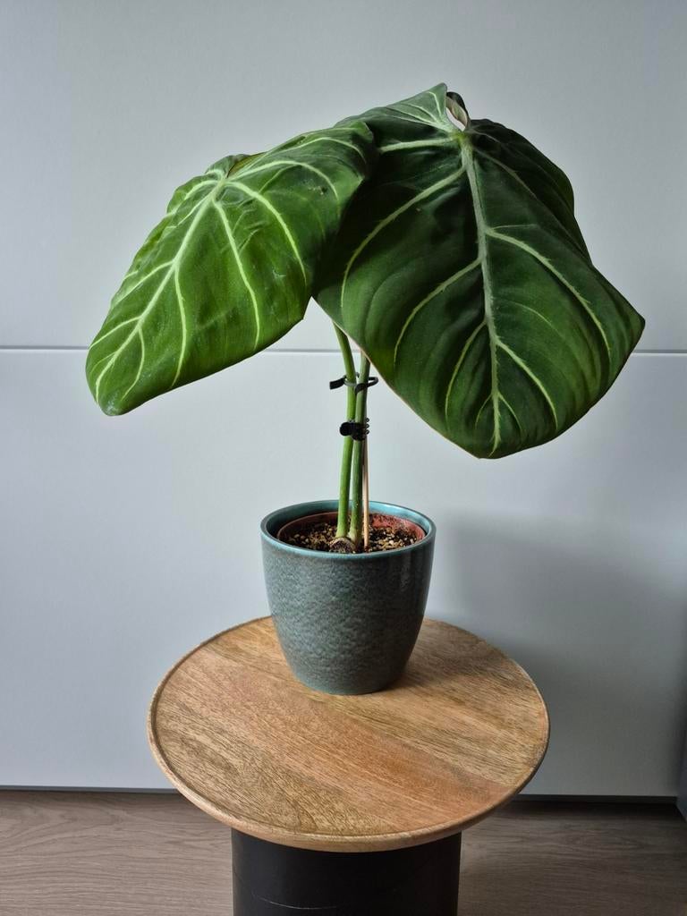 Philodendron gloriosum XL, Huis en Inrichting, Kamerplanten, Ophalen