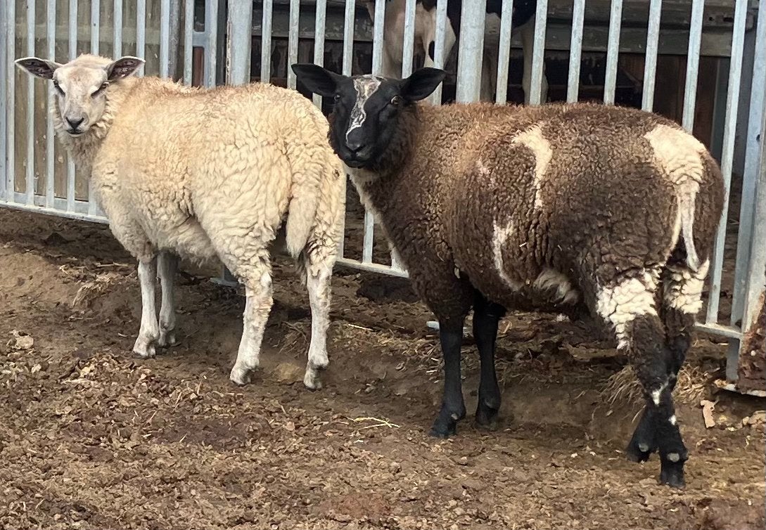 Baggerbonte ram, Dieren en Toebehoren, Mannelijk