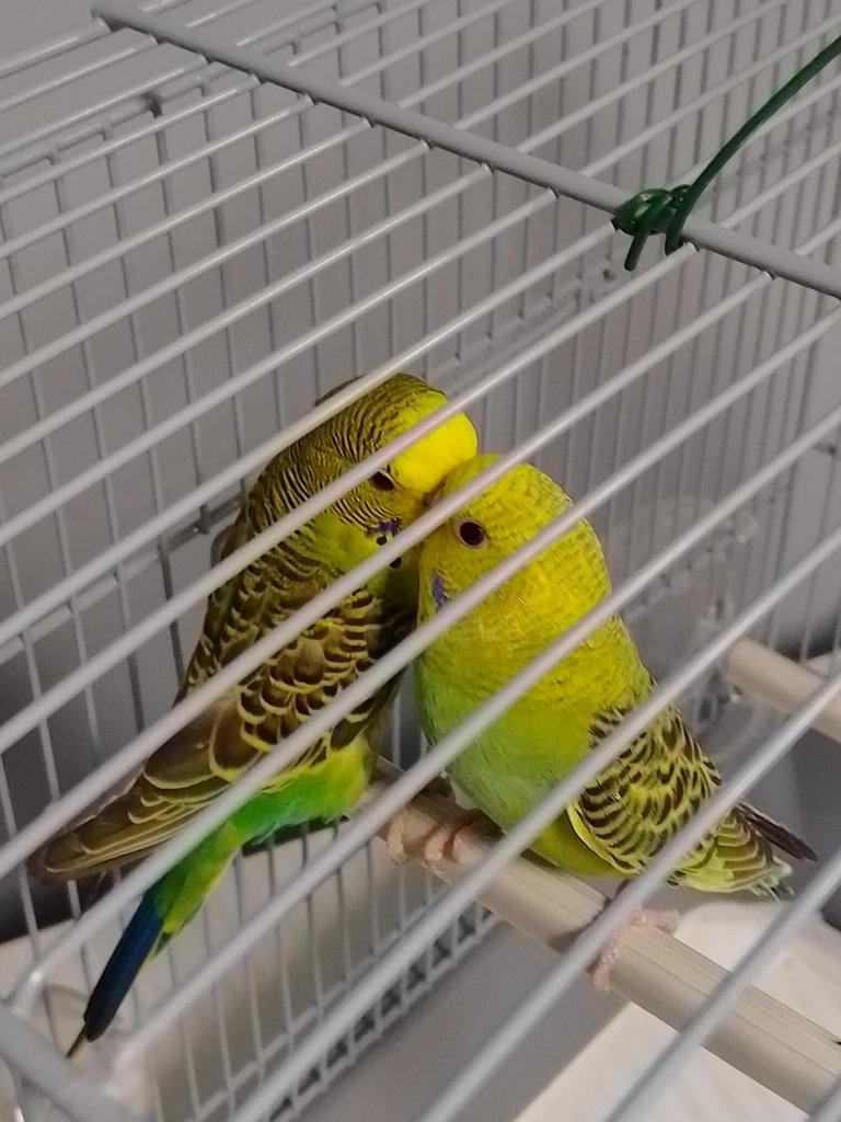 DIFFÉRENTES COULEURS DE JEUNES PERRUCHES PRÊTES À GRANDIR, Plusieurs animaux, Perruche, Domestique
