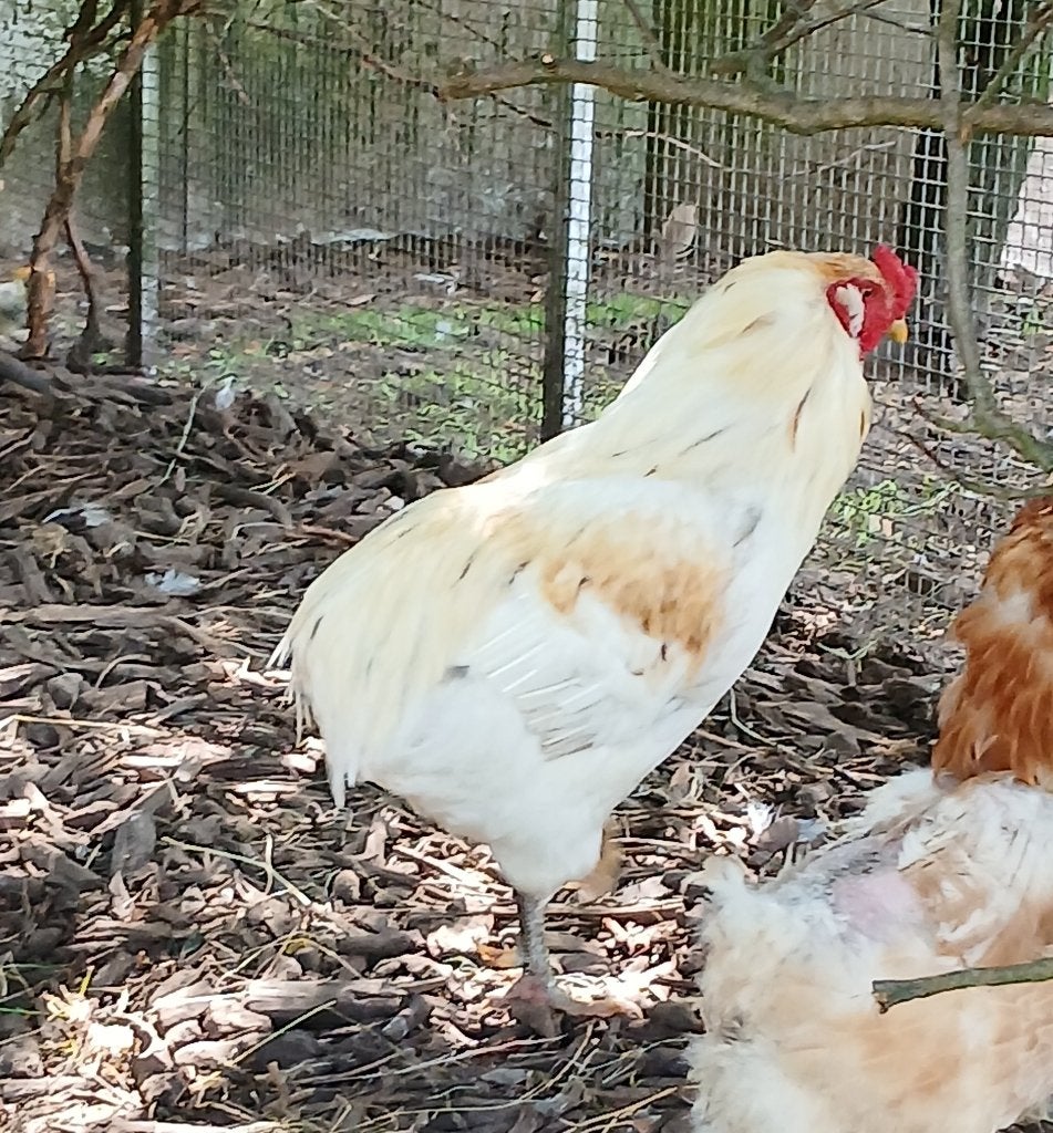 Araucana wit tarwe haan