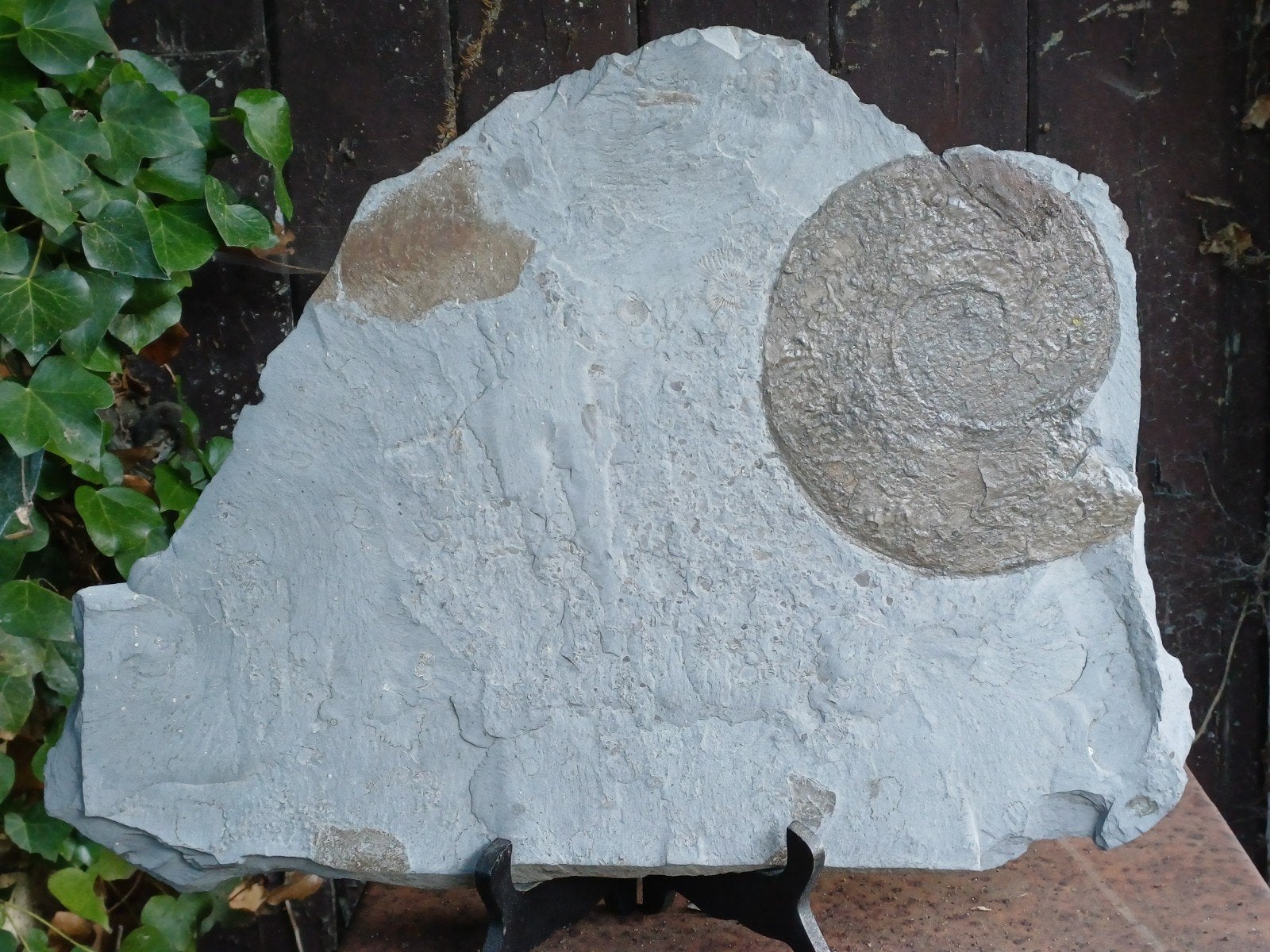 Grote ammoniet op leisteen - Holzmaden - fossiele inktvis, Verzamelen, Ophalen of Verzenden, Fossiel
