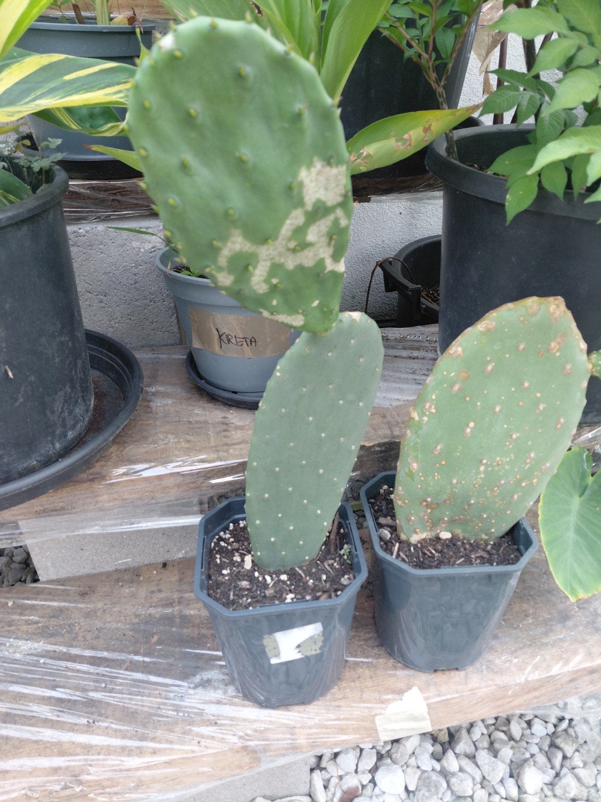 Opuntia Indica schijfcactus, Jardin & Terrasse, Enlèvement ou Envoi