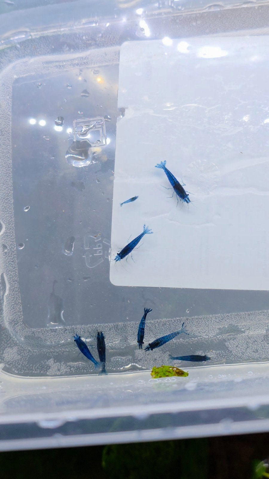 Blue Dream neocaridina garnalen