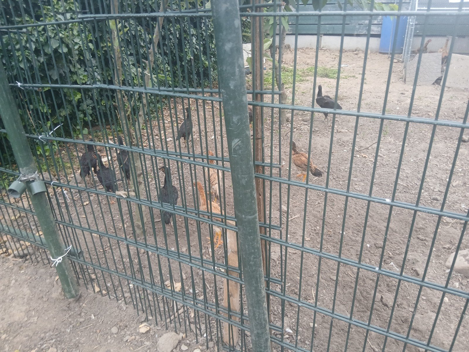 Shamo, Plusieurs animaux, Poule ou poulet