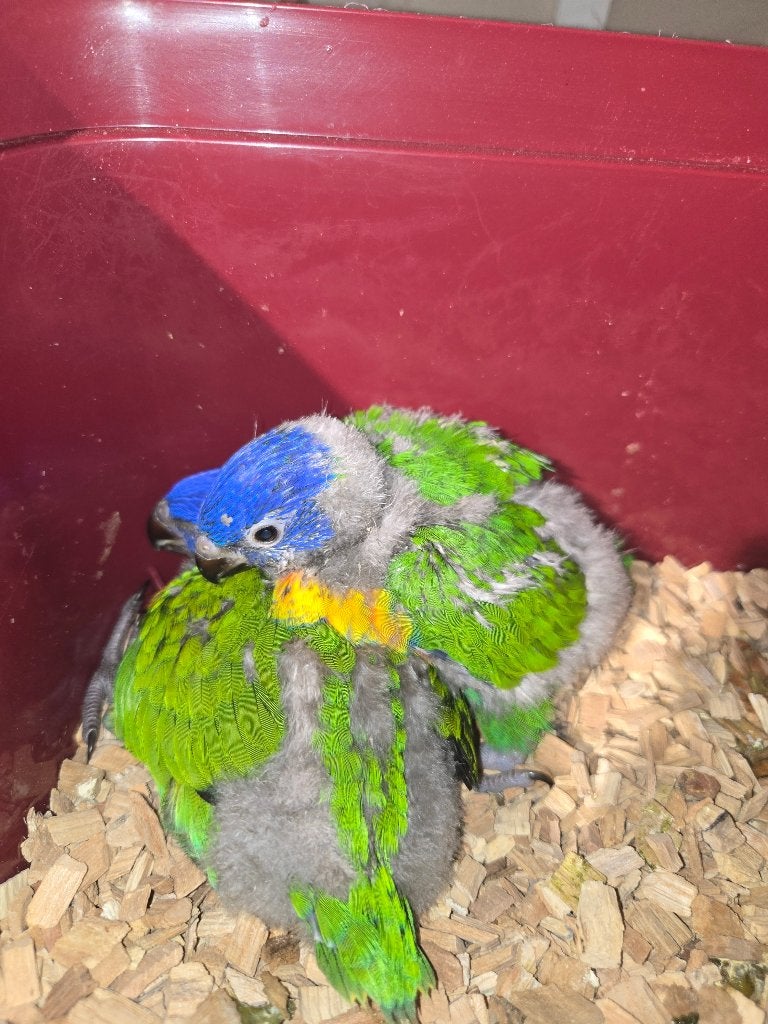 Rainbow Lorikeet, Meerdere dieren, Papegaai, Geringd