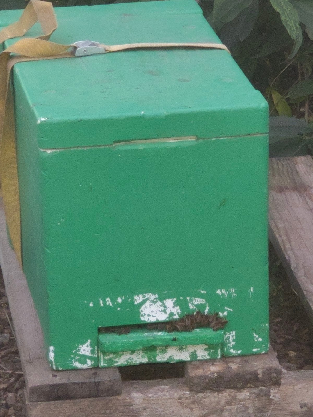 Bijen zwerm te koop, Abeilles
