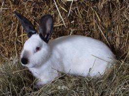 2 voedsters californier, Animaux & Accessoires, Lapins