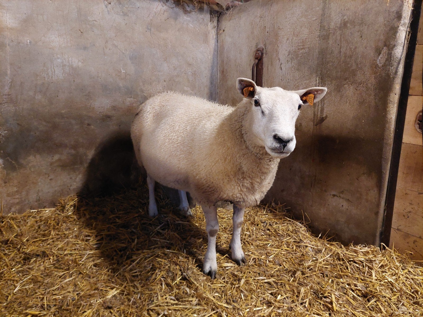 ooi te koop, Dieren en Toebehoren, Vrouwelijk, 3 tot 5 jaar