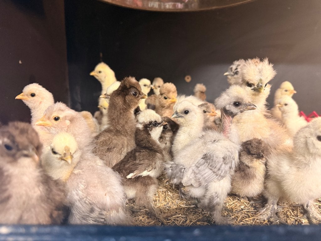 USA zijdehoen kuikens, Dieren en Toebehoren, Geslacht onbekend, Kip