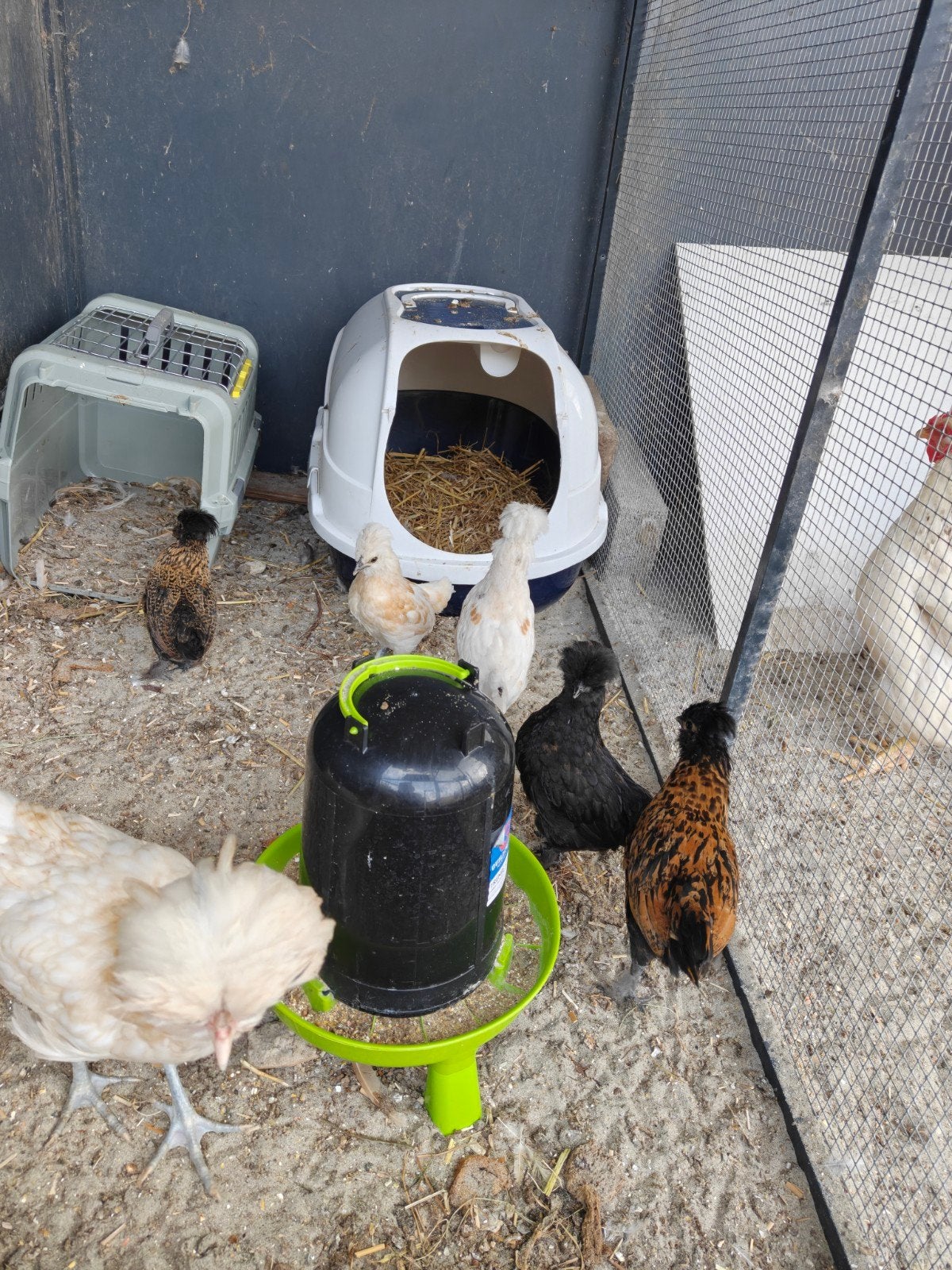 kuikens, Dieren en Toebehoren, Geslacht onbekend