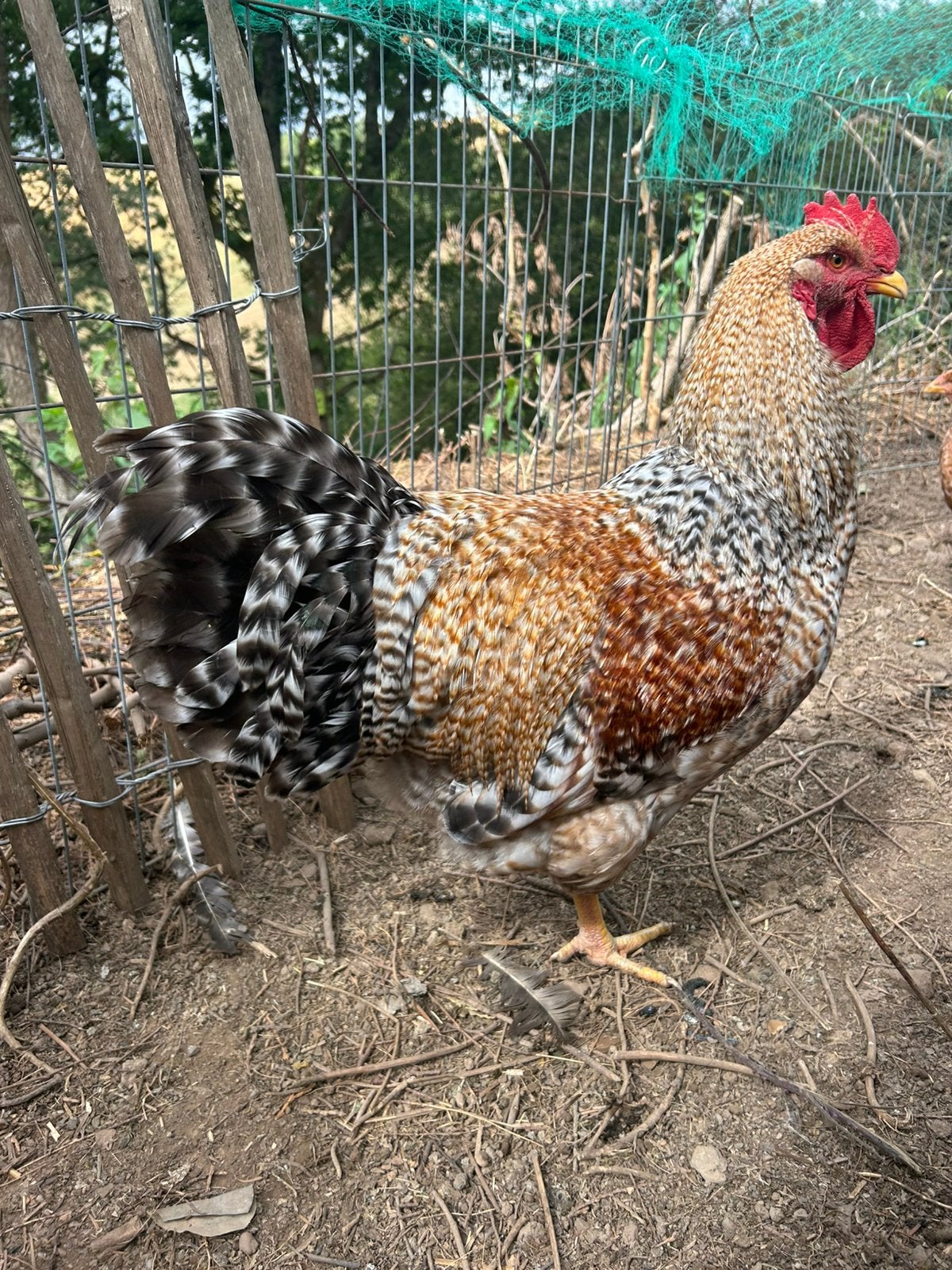 Bielefelder Haan, Animaux & Accessoires, Enlèvement, Volaille