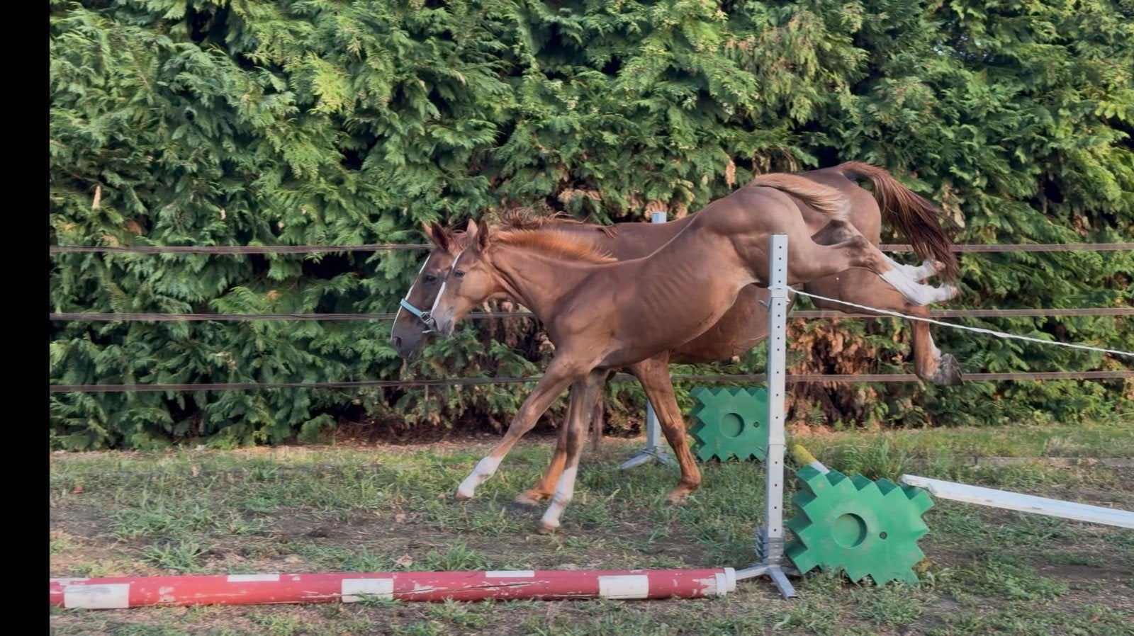 Superbraaf merrieveulen uit goede springstam, Dieren en Toebehoren, Paarden, Merrie, Springpaard, Met stamboom, 0 tot 2 jaar