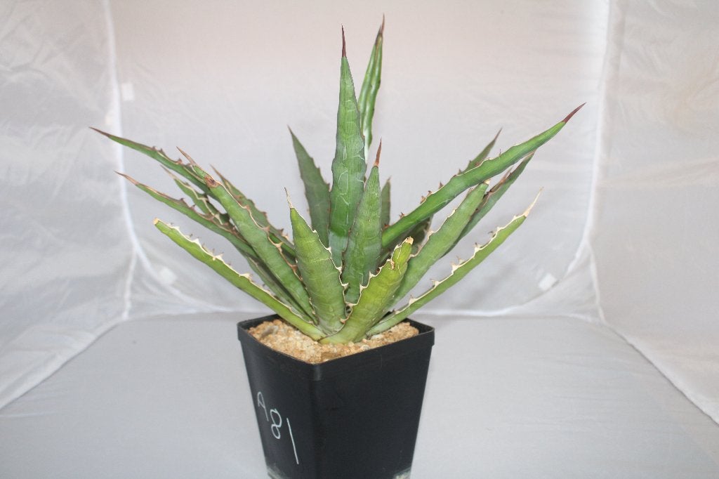 agave xylonacantha, Vetplant, Ophalen of Verzenden, Minder dan 100 cm, Volle zon