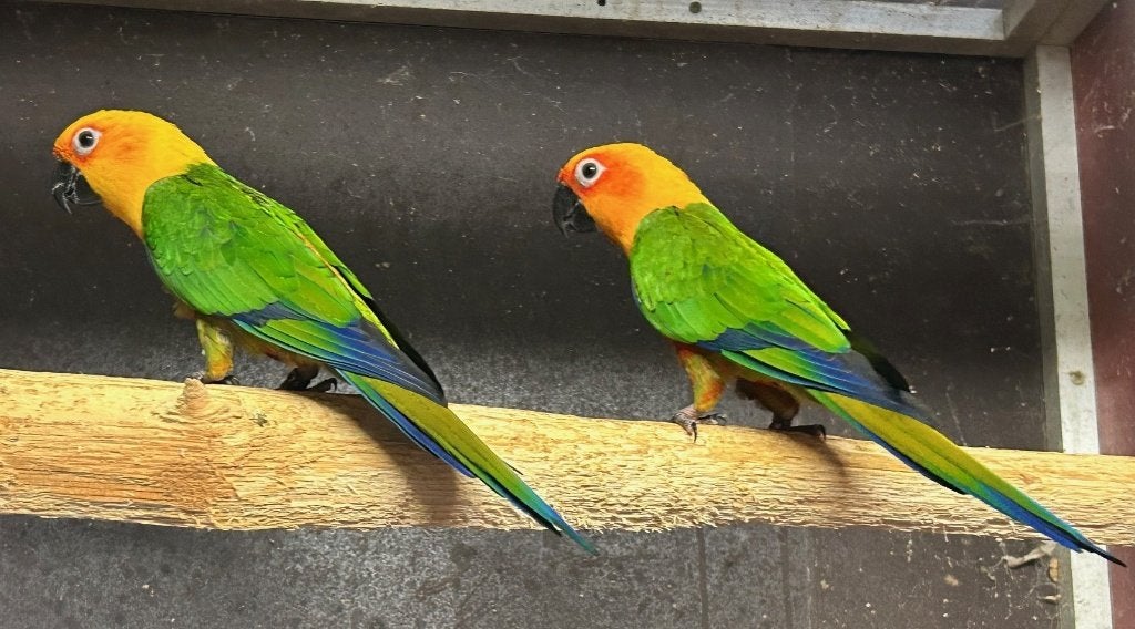 Couple conures de Jendaya de 2021/2022, Perruche, Bagué