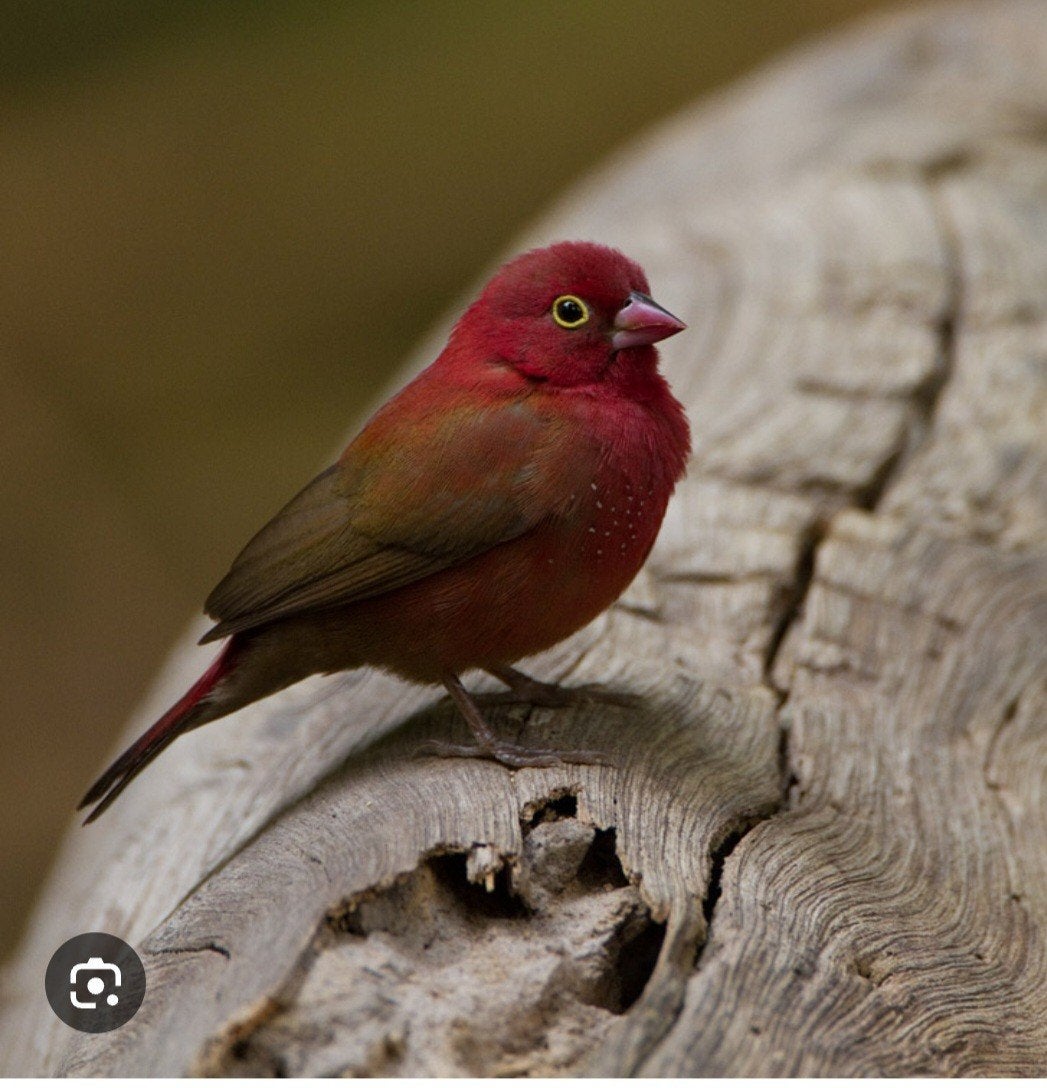 vuurvink, Dieren en Toebehoren