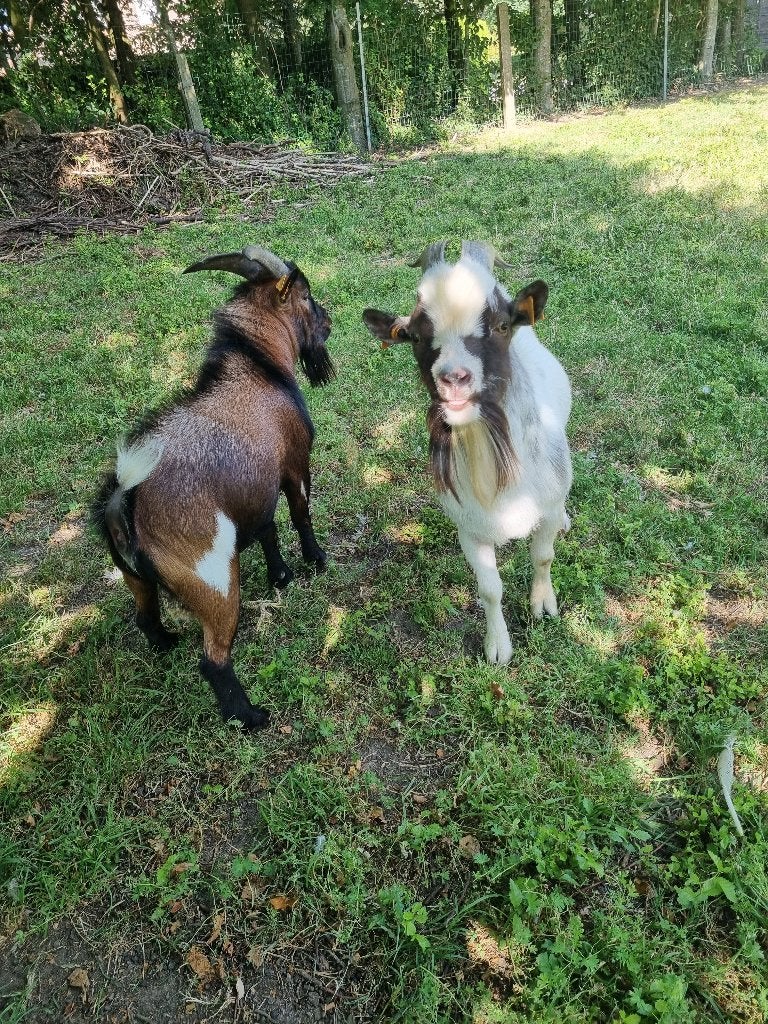 geitenbok, Mâle, Chèvre, 0 à 2 ans