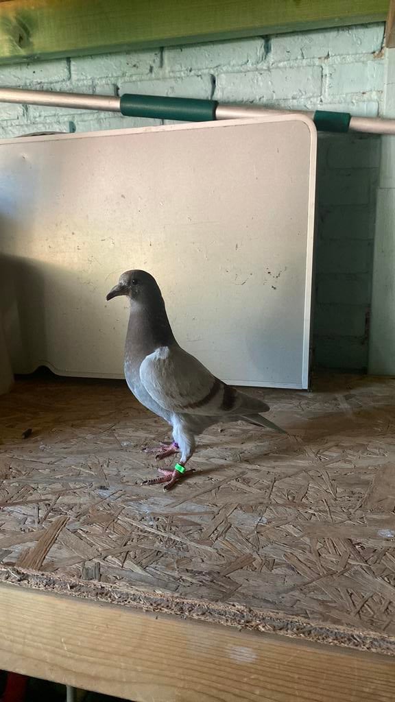 Jong postduif, Dieren en Toebehoren, Postduif