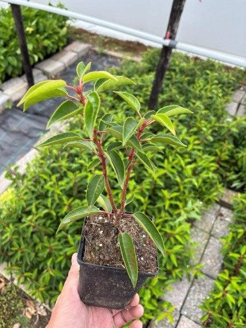 Prunus angustifolia 15/20 P9 portugese laurier, Tuin en Terras, Ophalen, Laurier, Struik, Minder dan 100 cm