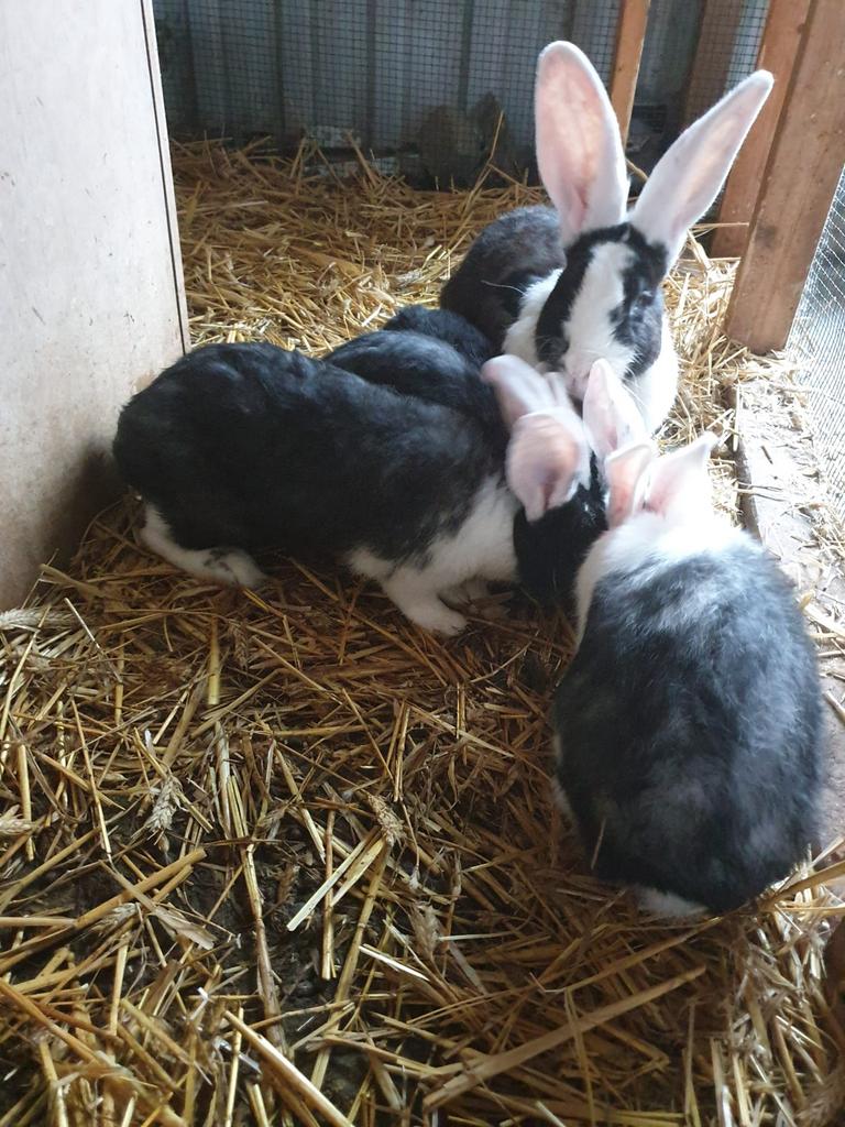 Duitse reuzen, Dieren en Toebehoren
