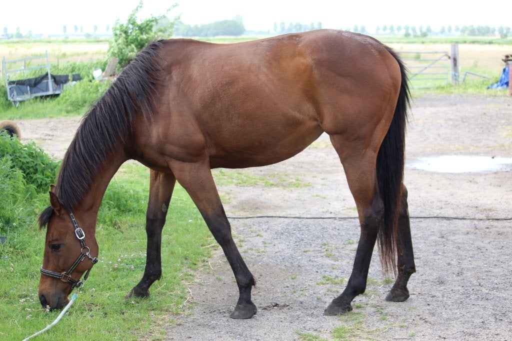 Weidemaatje, Animaux & Accessoires, Chevaux, Jument, 160 à 165 cm, Avec pedigree, 11 ans ou plus
