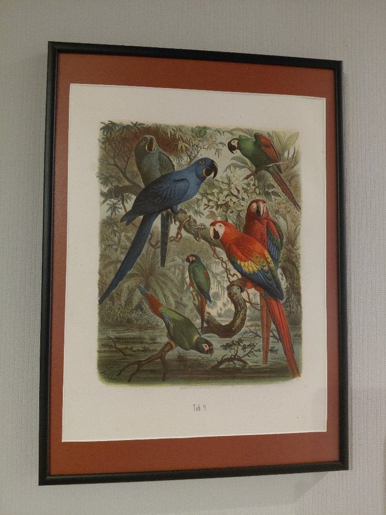 Antieke vogelprent (1878) - Anton Reichenow - Nielsen kader, Antiek en Kunst, Ophalen, Ingelijst, Lithografie, Dieren en Natuur