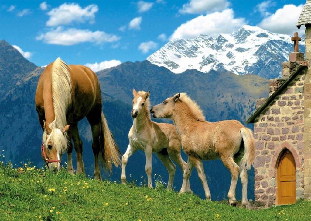 Puzzle avec chevaux Haflinger 1500 pcs., Enlèvement ou Envoi, 500 à 1500 pièces, Comme neuf, Puzzle