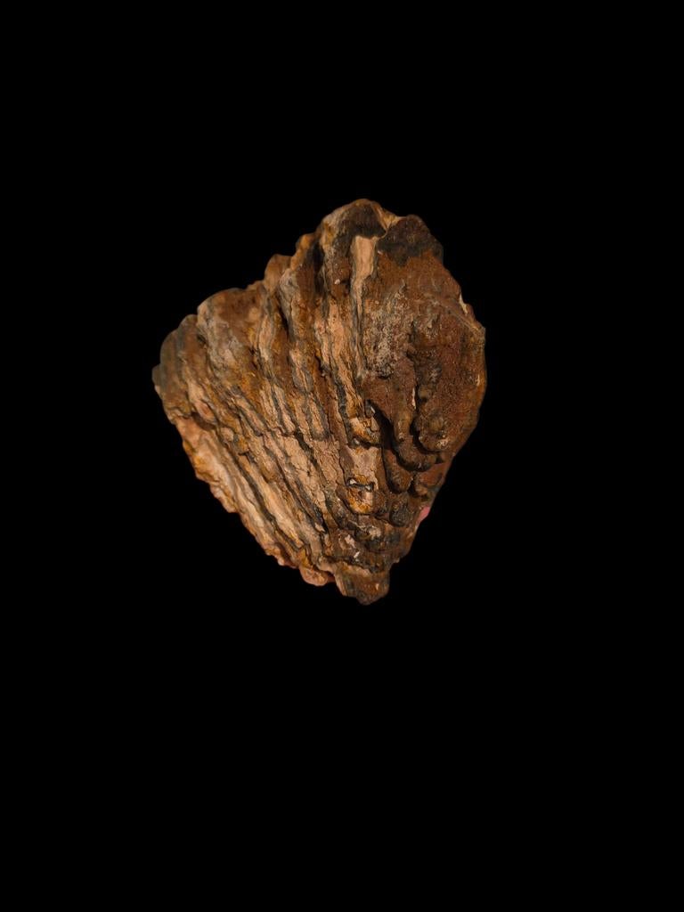 molaire de mammouth de la mer du Nord 12x10 cm., Collections, Enlèvement ou Envoi, Fossile