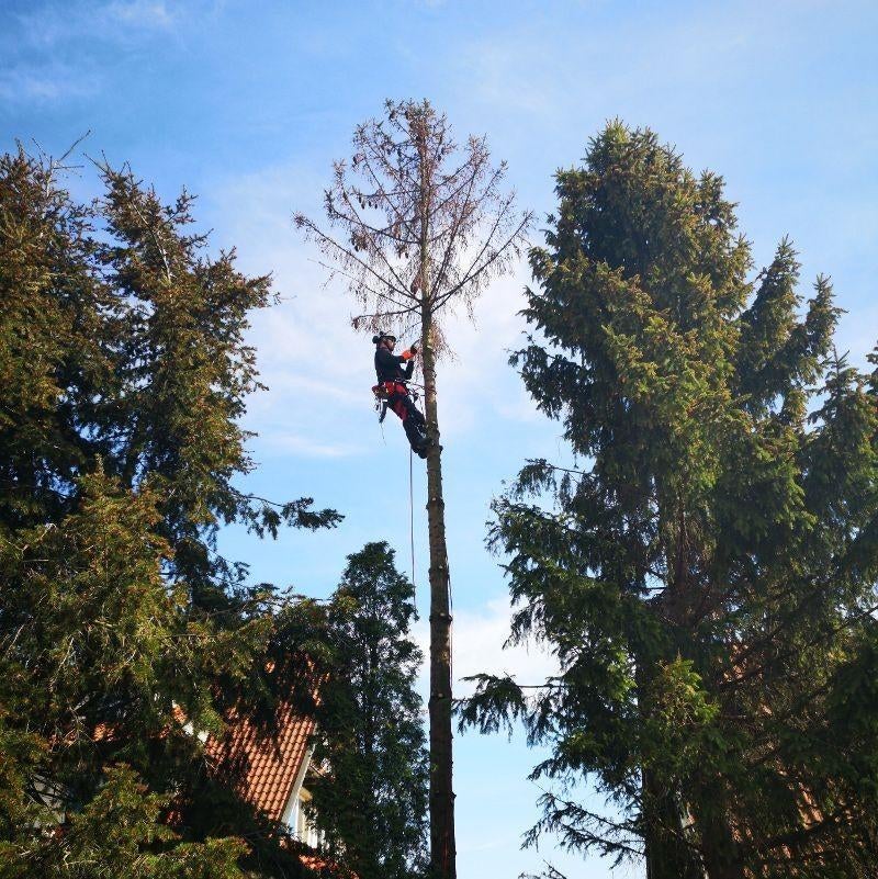 Snoeien en rooien van bomen+onderhoud, reinigen daken,terras, Ophalen