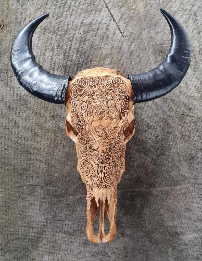 Waterbuffel skull uitgewerkt wand decoratie buffel, Verzamelen, Dierenverzamelingen, Ophalen, Gebruikt, Wild dier, Gewei of Kop