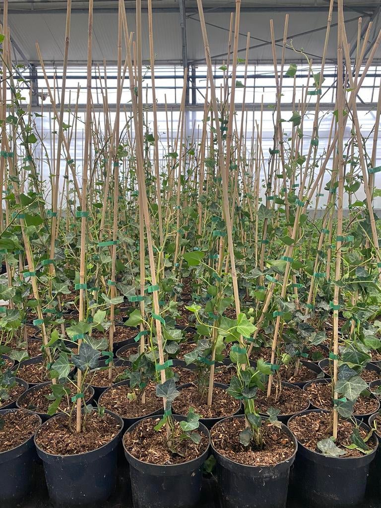 Hedera helix hibernica. Klimplanten, Tuin en Terras, Ophalen